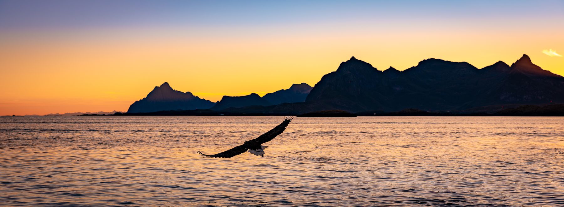 Eagle Flying at Sunset in the Mountains of the Lofoten Islands